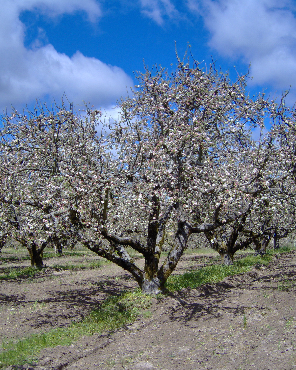 blossoming apple tree