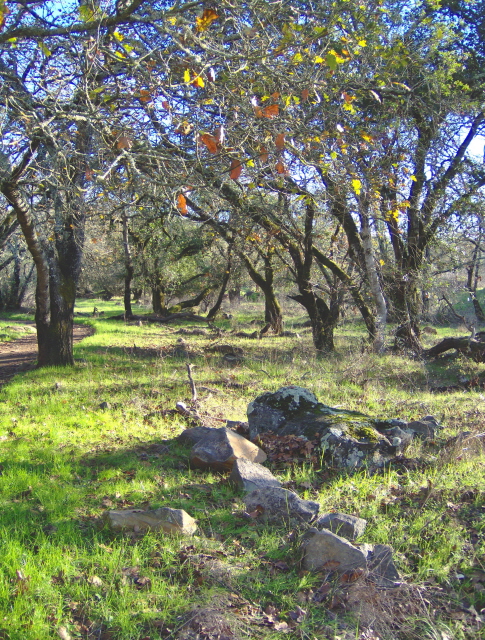 Sonoma County Oaks